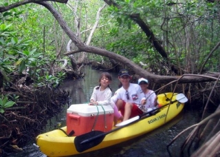  Kayak dans les mangroves 